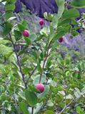 coco plum
